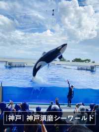 【神戸】須磨シーで海の生き物に癒されてほしい