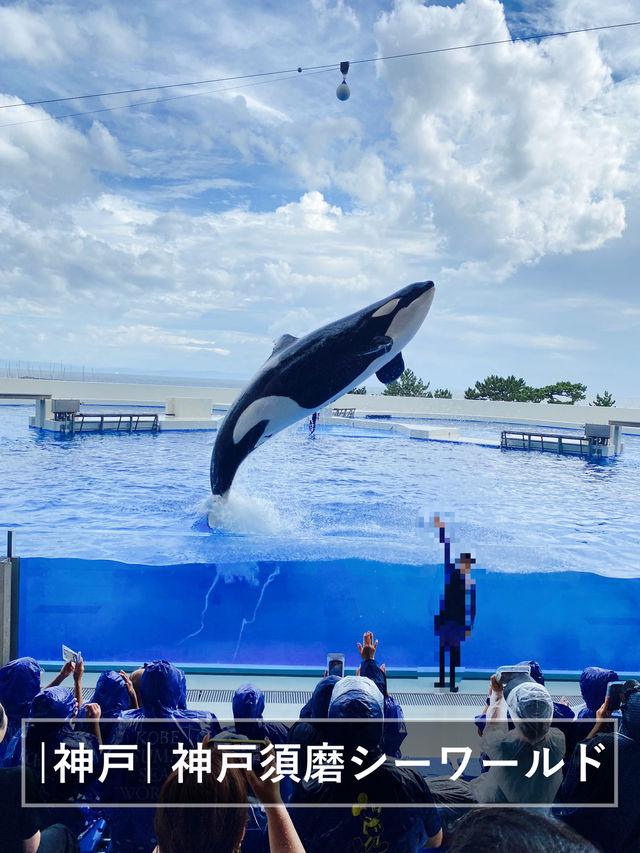 【神戸】須磨シーで海の生き物に癒されてほしい