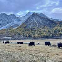 ⌊ Yading Nature Reserve, Daocheng, Sichuan, China⌉