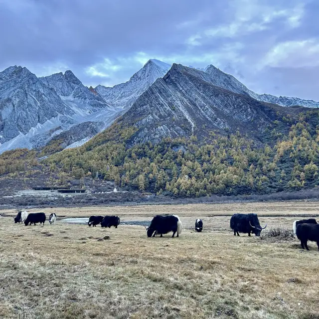 ⌊ Yading Nature Reserve, Daocheng, Sichuan, China⌉