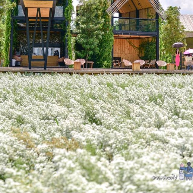 CHAN​ nature​ cafe​