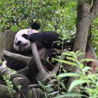 Panda Valley, Dujiangyan: An Enchanting Encounter with Black and White Giants
