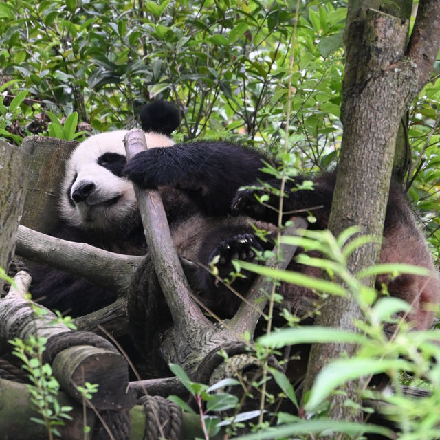 Panda Valley, Dujiangyan: An Enchanting Encounter with Black and White Giants