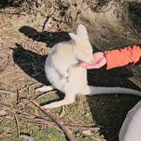 Experience Tasmania’s Wildlife at East Coast Natureworld, Bicheno