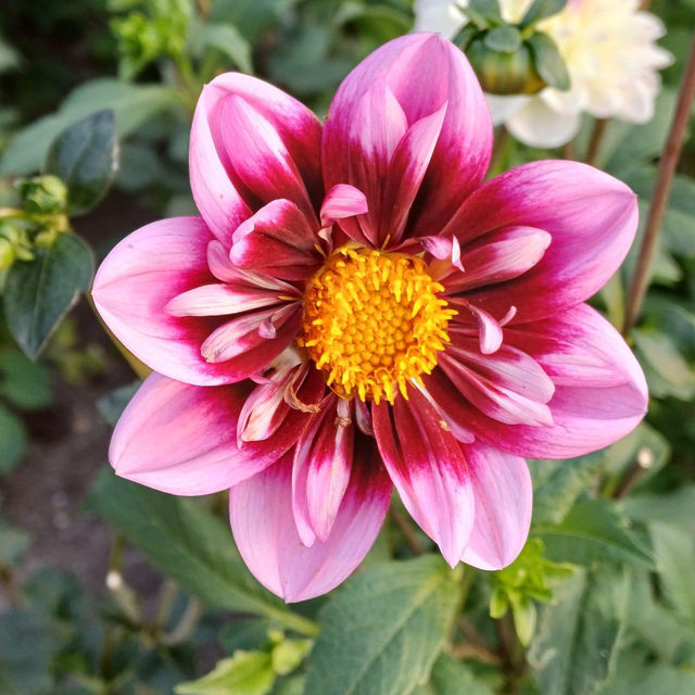 Dahlia Wonderland: Keukenhof's Floral Masterpiece