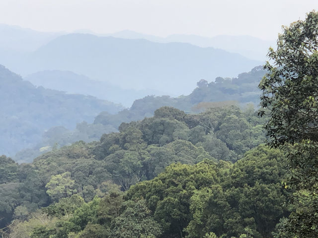 3 -Day Gorilla Trekking Tour  