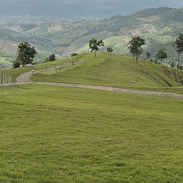 Akha FarmVille คาเฟ่และฟาร์มแกะดอยช้าง