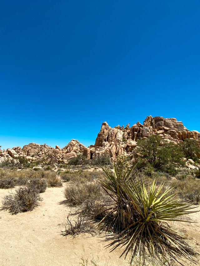 Hidden Valley Nature Trail: A Captivating Hike in Joshua Tree National Park