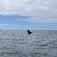 Into the Blue: Exploring Dyer Island’s Marine Marvels