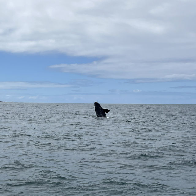 Into the Blue: Exploring Dyer Island’s Marine Marvels