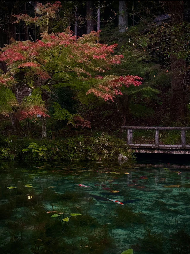 【岐阜】世界に誇る美しすぎる池✨一生に一度は観たいモネの池の透明度が異次元⚠️