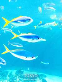 東京だけどどこか遠くへきたみたいな雰囲気の水族館【東京/葛西臨海公園】