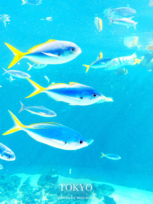 東京だけどどこか遠くへきたみたいな雰囲気の水族館【東京/葛西臨海公園】