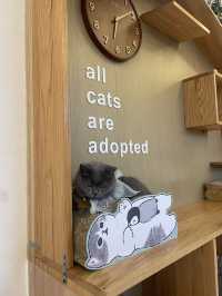 Cat cafe in Tsim sha Tsui @Hongkong