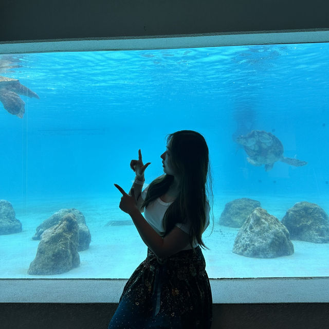 오키나와의 바다를 만나다, ‘츄라우미 수족관’ 완벽 가이드🐋