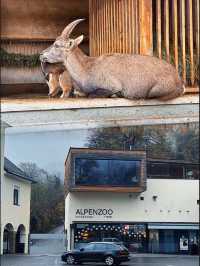 奧地利因斯布魯克動物園