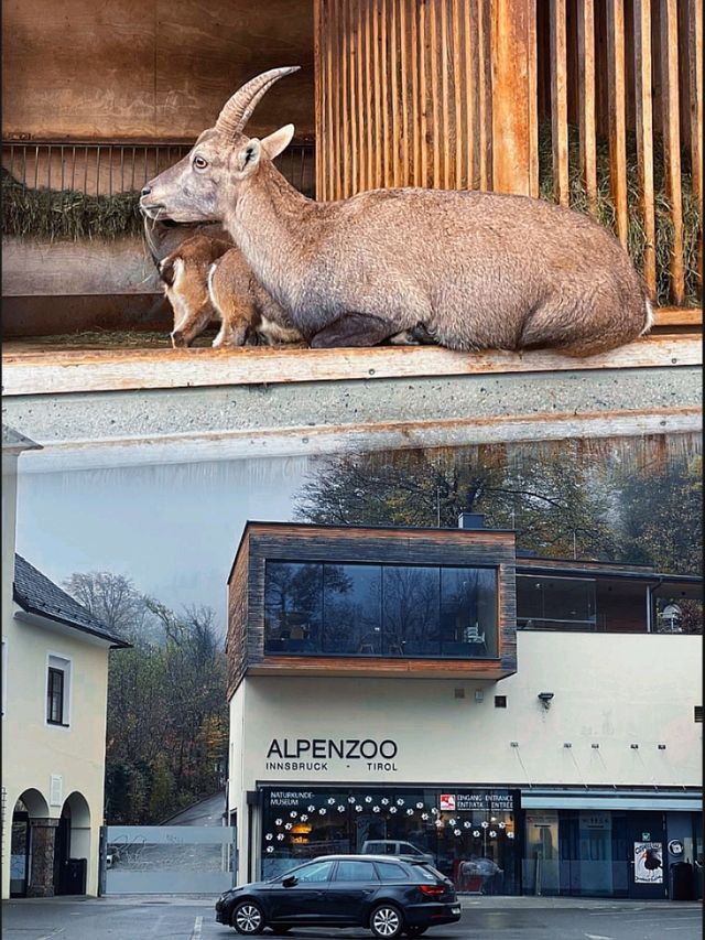 奧地利因斯布魯克動物園