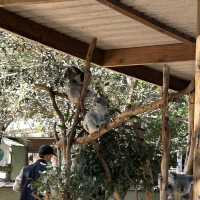 雪梨野生動物園0距離接觸