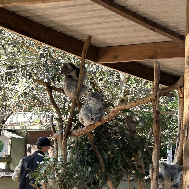 雪梨野生動物園0距離接觸