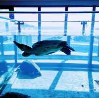 【高知】これが水族館！？海と自然のアドベンチャーミュージアム！高知県立足摺海洋館SATOUMI