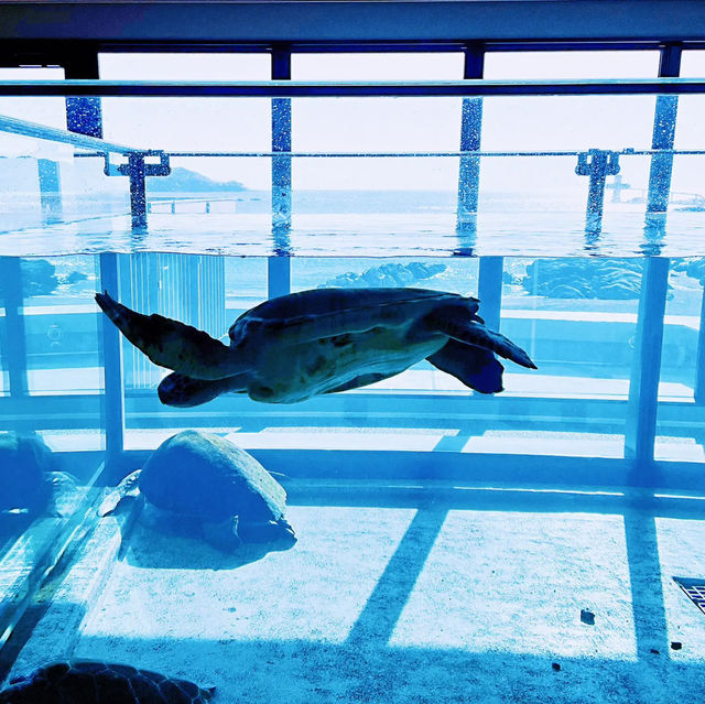 【高知】これが水族館！？海と自然のアドベンチャーミュージアム！高知県立足摺海洋館SATOUMI