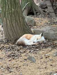 蔵王きつね村🦊