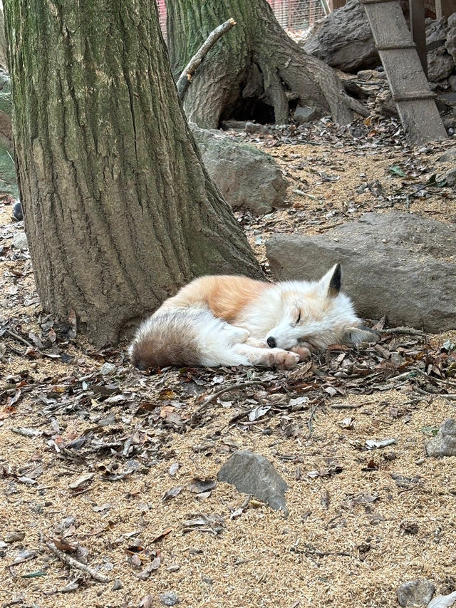 蔵王きつね村🦊