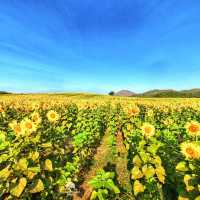 ทุ่งทานตะวันไร่มณีศร เขาใหญ่ 