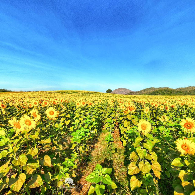 ทุ่งทานตะวันไร่มณีศร เขาใหญ่ 