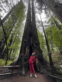 Easy way to see sequoias