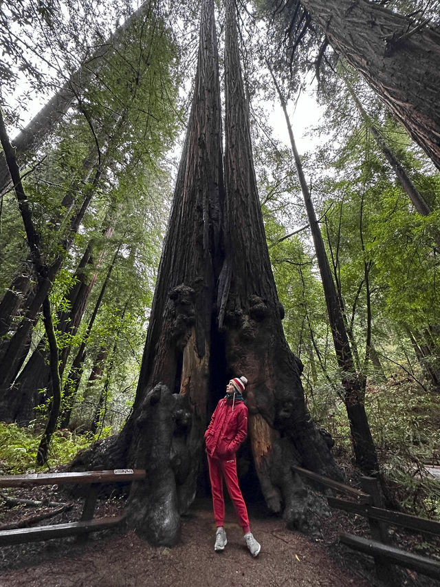 Easy way to see sequoias