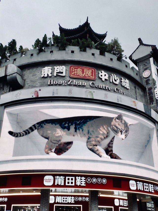 Hello Shenzhen! ตะลุยกิน เล่นกะแมว 😻