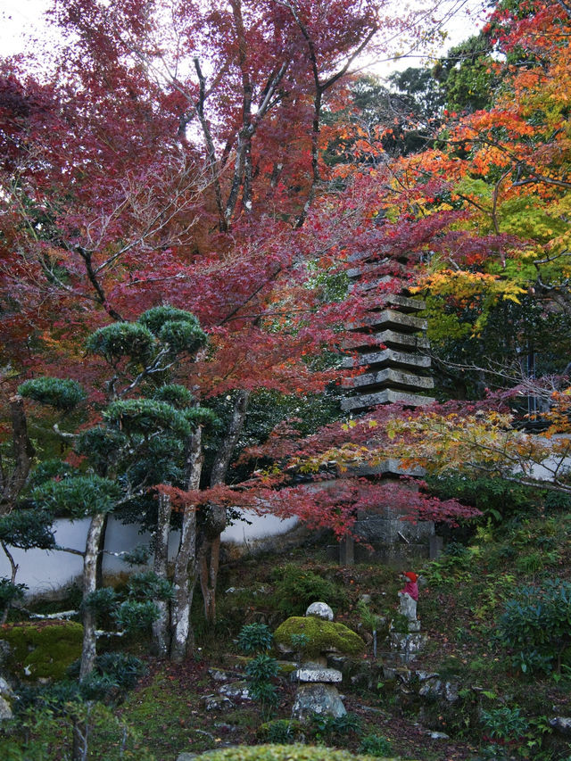 【ここ行って】本当は教えたくない🙅 1400年前建立の穴場紅葉寺院✨
