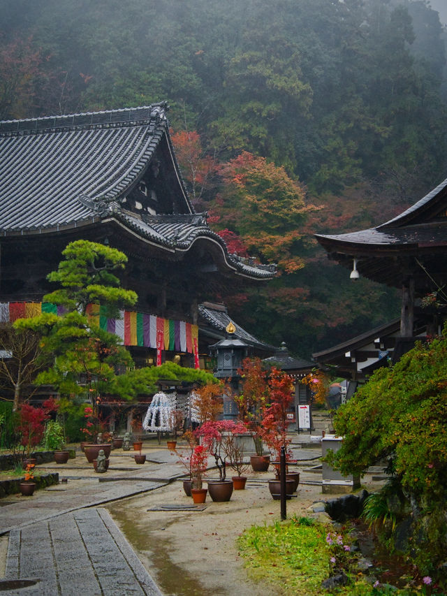 【紅葉特集】ビー玉の手水が映え📸神秘的な雰囲気を醸し出す紅葉スポットを紹介🔍駐車場攻略付🅿️