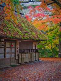 【紅葉特集】鹿さんとのコラボ写真を狙え📸日本昔話の世界🍁撮影攻略情報付💡