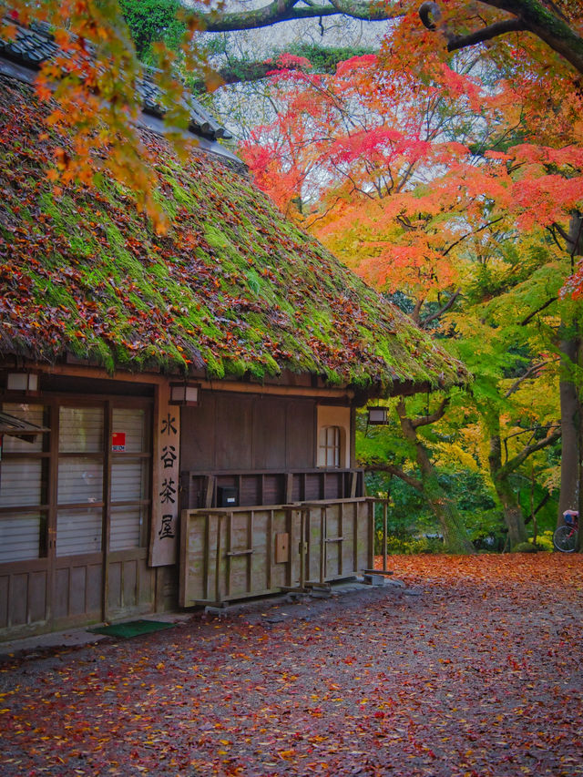 【紅葉特集】鹿さんとのコラボ写真を狙え📸日本昔話の世界🍁撮影攻略情報付💡