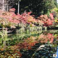  Monet's pond