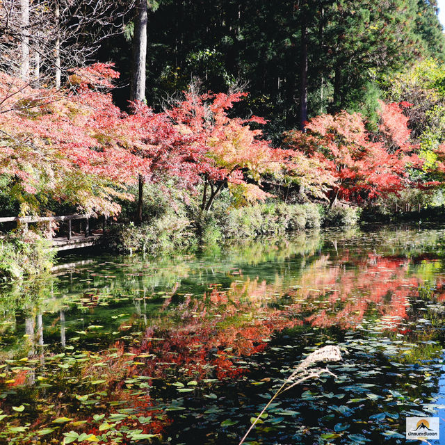  Monet's pond