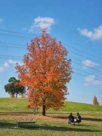 景點推薦：山田池公園——秋日賞紅葉的秘境