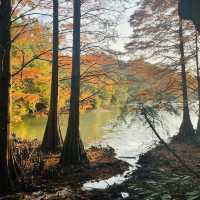 紅葉が見事だった【篠栗九大の森】森林浴で癒されました