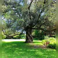 Exploring the Royal Botanic Garden, a wholeheartedly relaxation and peaceful escape!