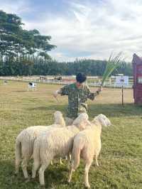 —— ฟาร์มโชคชัย ( 2024 ) ‼️🐄🐑🐎