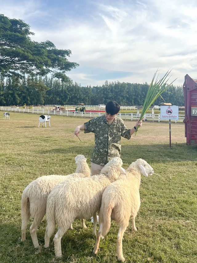 —— ฟาร์มโชคชัย ( 2024 ) ‼️🐄🐑🐎