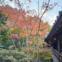 姬路城西御屋敷跡庭園〔好古園〕紅葉絕景  