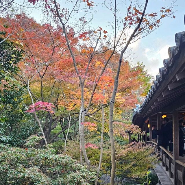 姬路城西御屋敷跡庭園〔好古園〕紅葉絕景  