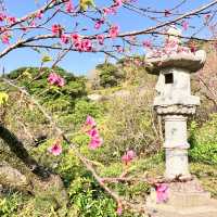 【沖縄本島・北部】名護城跡公園の桜🌸