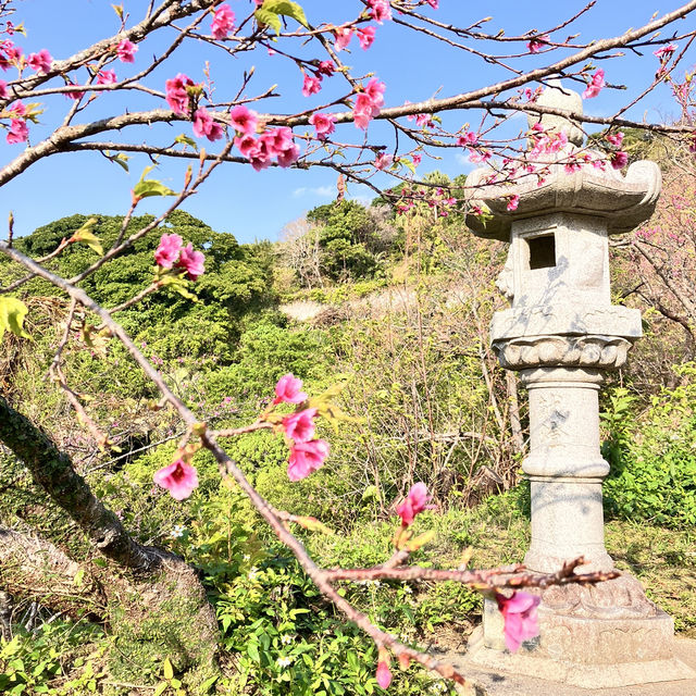 【沖縄本島・北部】名護城跡公園の桜🌸