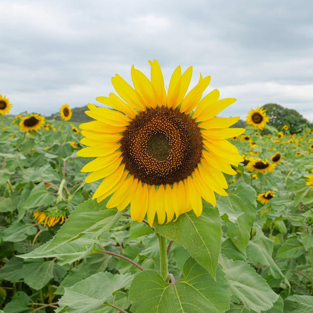 ดอกทานตะวันที่บานแล้วที่ไร่มณีศร 🌻