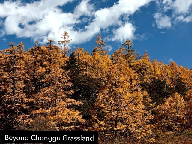 Best Autumn Viewing Experience 3/3 [Beyond Chonggu Grassland, Yading Nature Reserve]