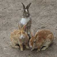 เกาะโอคุโนะชิมะ (Okunoshima) หรือ เกาะกระต่าย